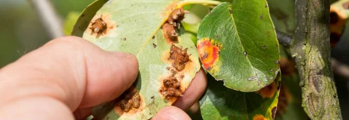 Hand hält krankes Birnenblatt